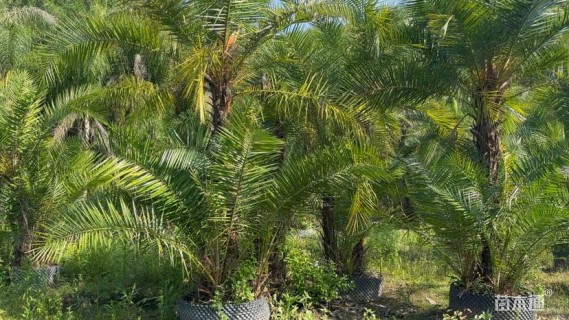 裸干高300厘米棕榈