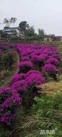 高度300厘米三角梅花柱