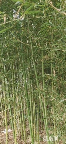 地栽苗雷竹