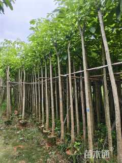 8公分红花风铃木