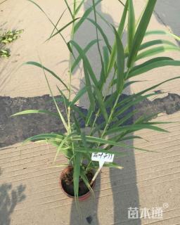 高度100厘米花叶芦竹