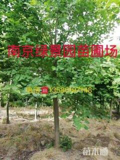 10公分白玉兰