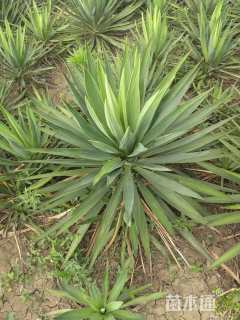 高度100厘米剑麻