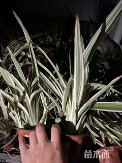 高度20厘米山管兰