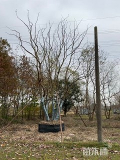 80公分丛生乌桕