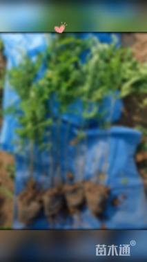 高度60厘米紫穗槐