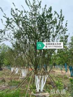 30公分多杆香樟