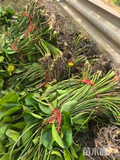 高度40厘米萍蓬草