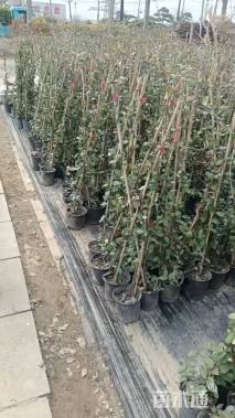 1.5厘米风车茉莉