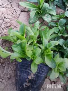 高度15厘米五彩石竹