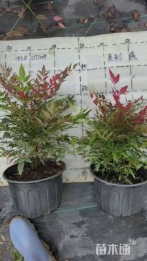 高度30厘米南天竹