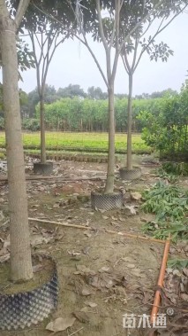 10公分红花风铃木