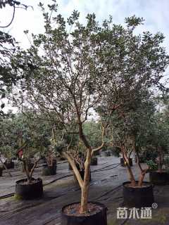 高度120厘米菲油果