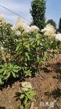 高度180厘米大花水桠木