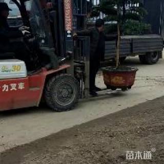 造型罗汉松