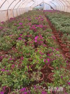 高度30厘米三角梅