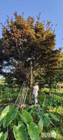 高度600厘米三季红红枫