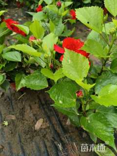 高度25厘米红车