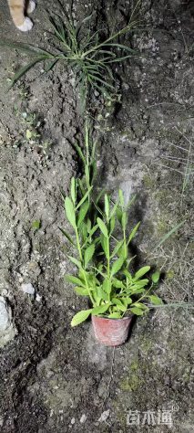 高度40厘米马鞭草