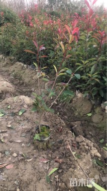 0.5公分红叶石楠