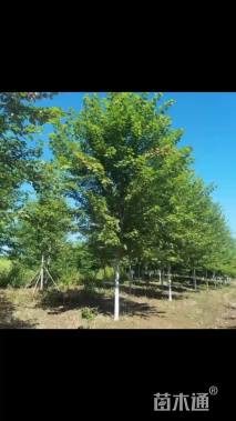 13公分美国红枫