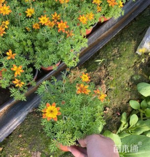 高度15厘米鬼针草