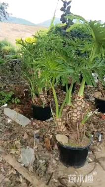 高度120厘米春羽