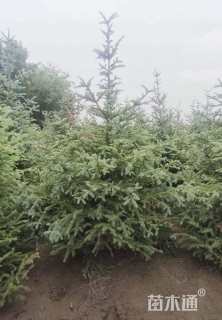 高度200厘米云杉