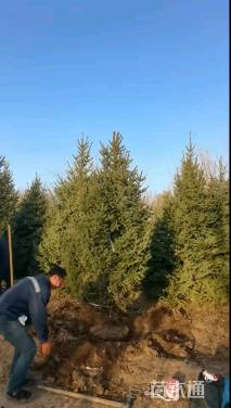 高度400厘米云杉