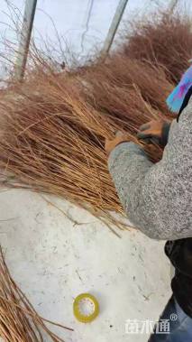 高度80厘米喷雪花