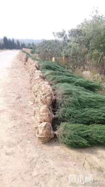 高度100厘米桧柏