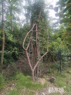 10公分垂丝海棠