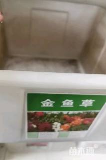 金鱼草金鱼草种子