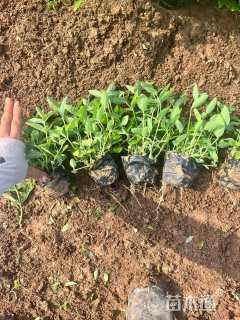 高度20厘米桔梗