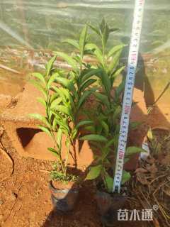 高度25厘米鸳鸯茉莉