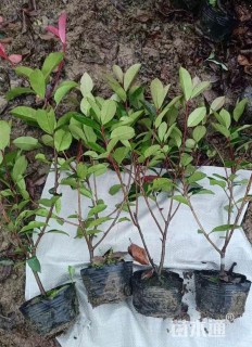 2.6公分红叶石楠