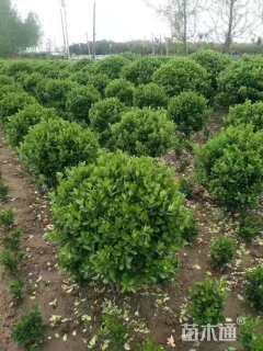 冠幅70厘米卫矛球