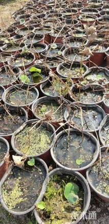 高度10厘米荷花