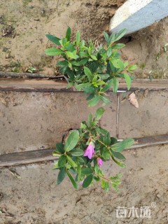 高度20厘米杜鹃