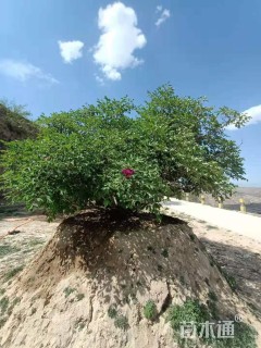 高度220厘米牡丹