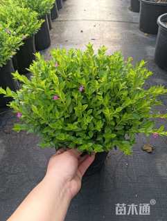 高度30厘米萼距花