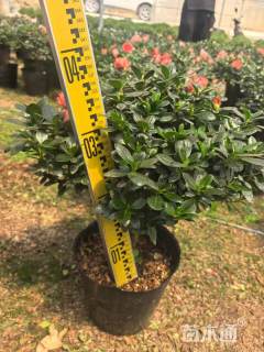 高度40厘米西洋杜鹃