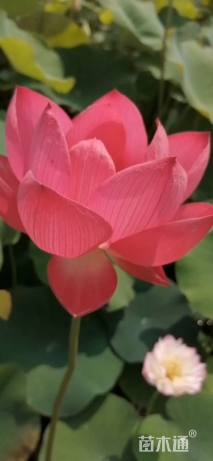 高度80厘米荷花