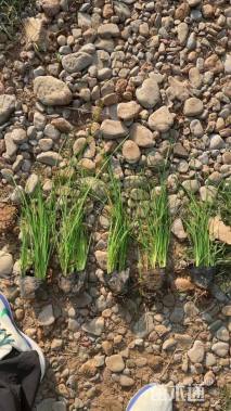 高度50厘米鸢尾