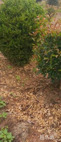 冠幅100厘米瓜子黄杨球