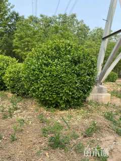 冠幅200厘米卫矛球