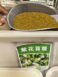 苜蓿种子