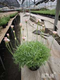 高度20厘米雏菊