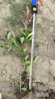 高度50厘米红叶石楠小苗