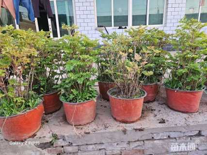 高度50厘米荷包牡丹